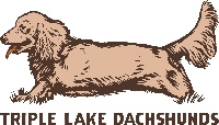 Triple Lake Dachshunds
