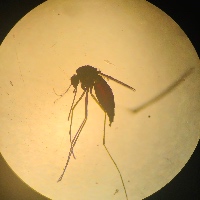 Buzzkill Pest Solutions LLC