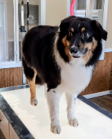 Shane's canine cuts