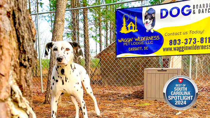 Waggin' Wilderness Pet Lodge: Where Pets Enjoy Their Vacation as Much as You Do