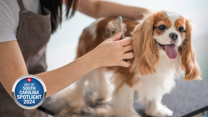 Morlen Kennels: Where Every Dog Finds a Home Away from Home