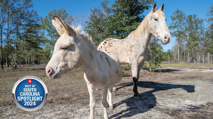 Hope in Every Hoofbeat: H.O.P.E. Acres Rescue