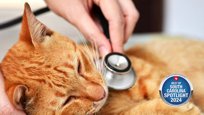 Footloose Veterinary Services: Expert Care for Pets Big and Small